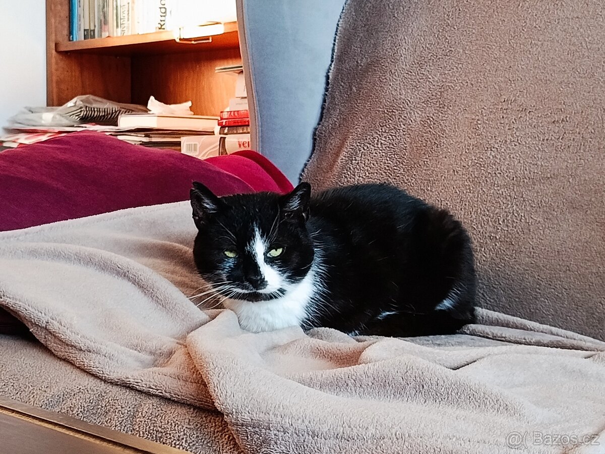 Kocour "Jin a Jang" - 6