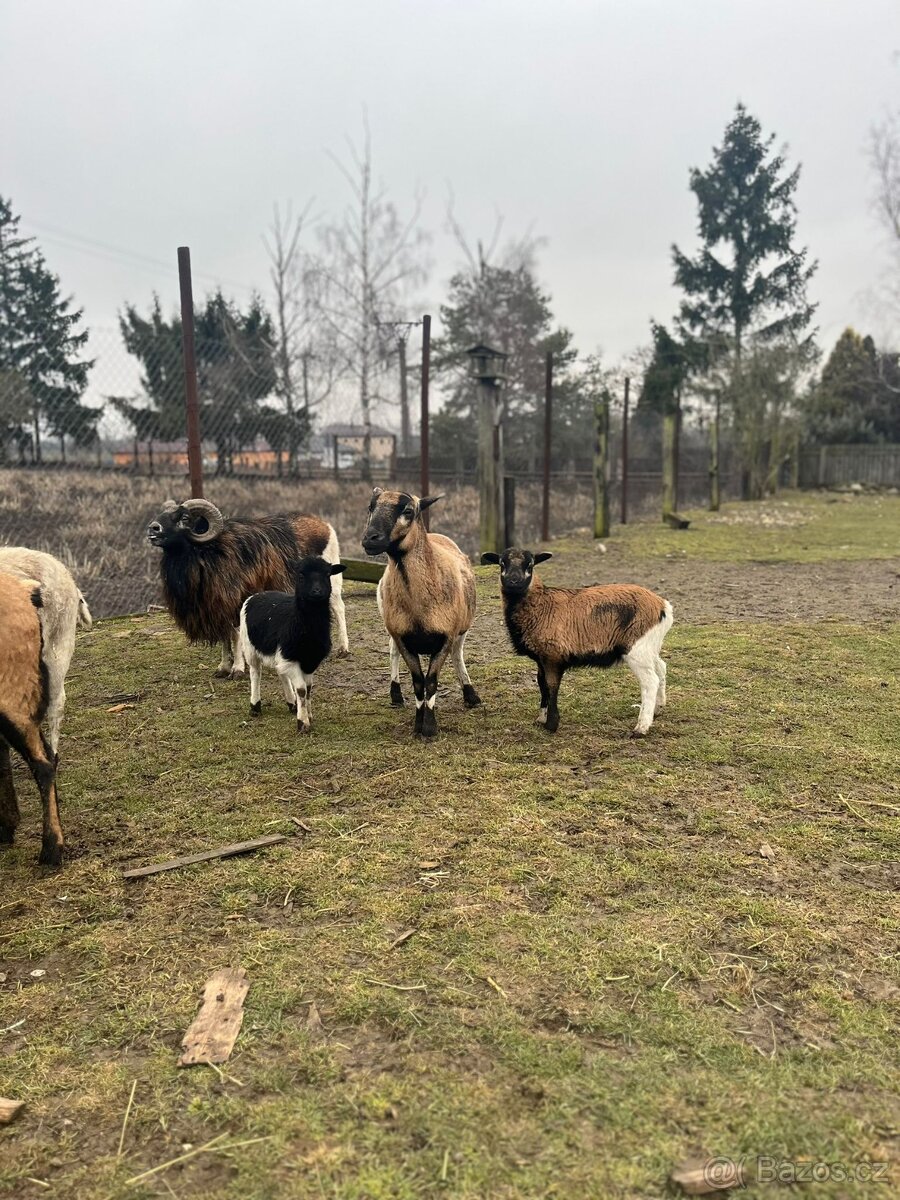 Ovce Kamerunská - jehňátka - 6