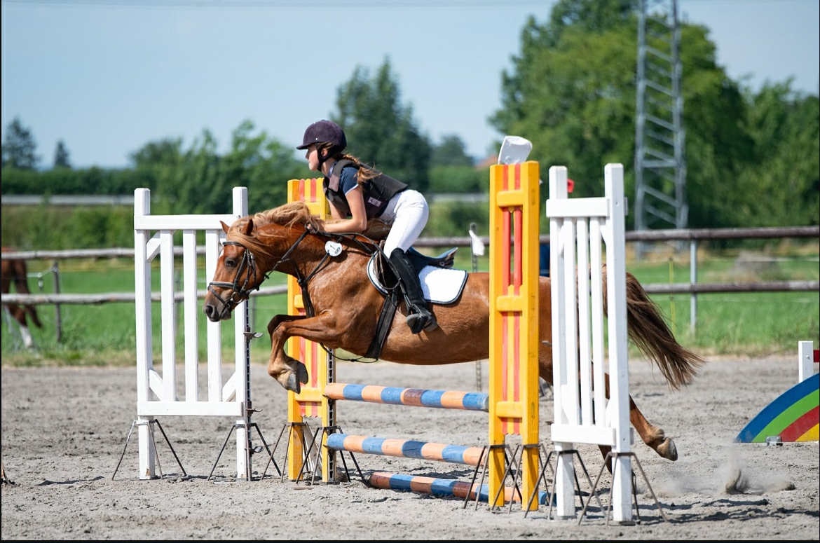 Talentovaný Valach Welsch part-Bred 133cm - 6