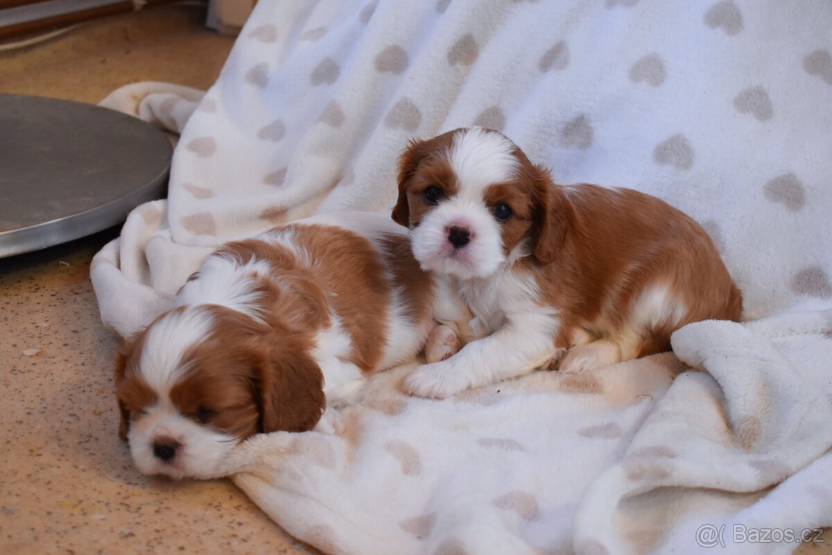 Šteniatka Cavalier King Charles Spaniel - 6