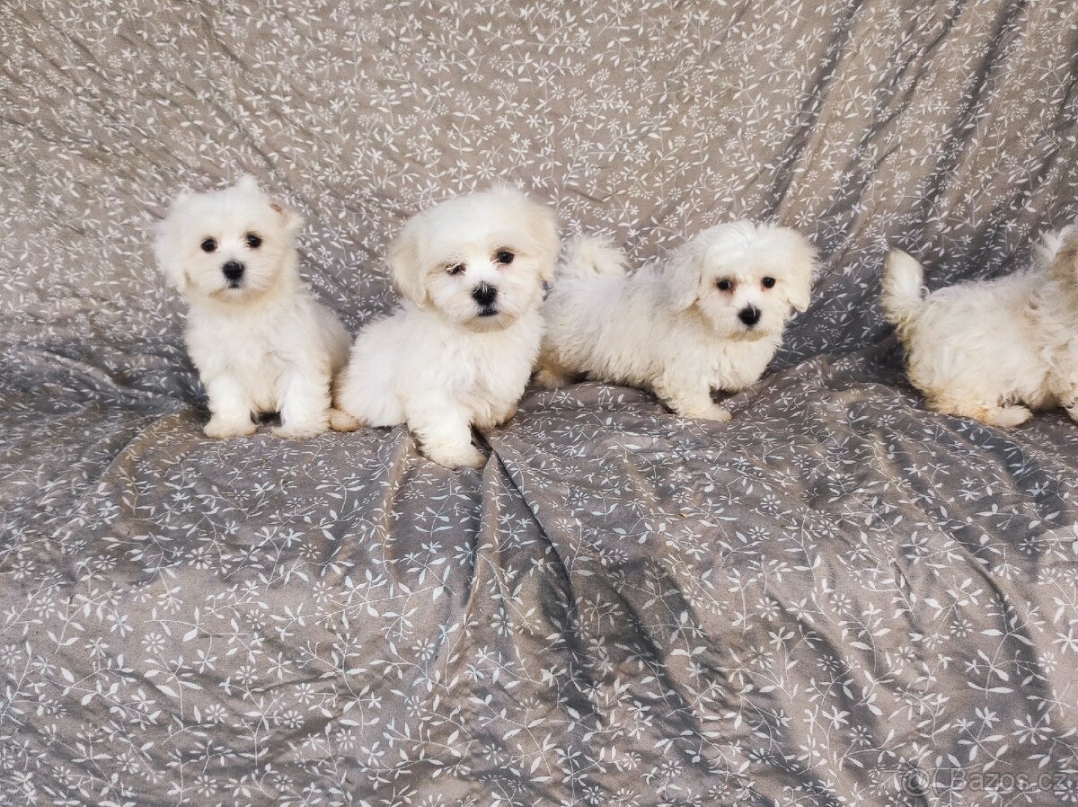 Maltézský psík - 6