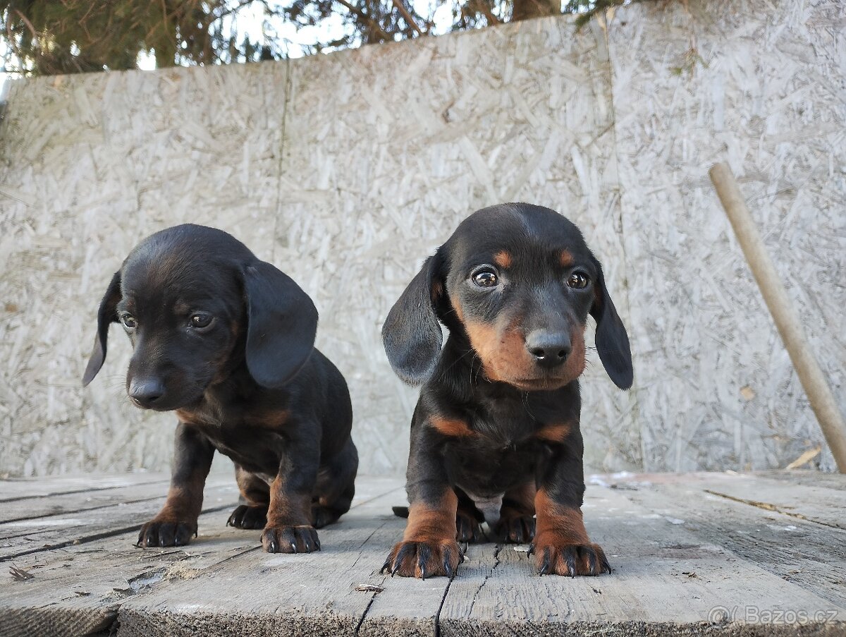 Jezevčík trpasličí - 6