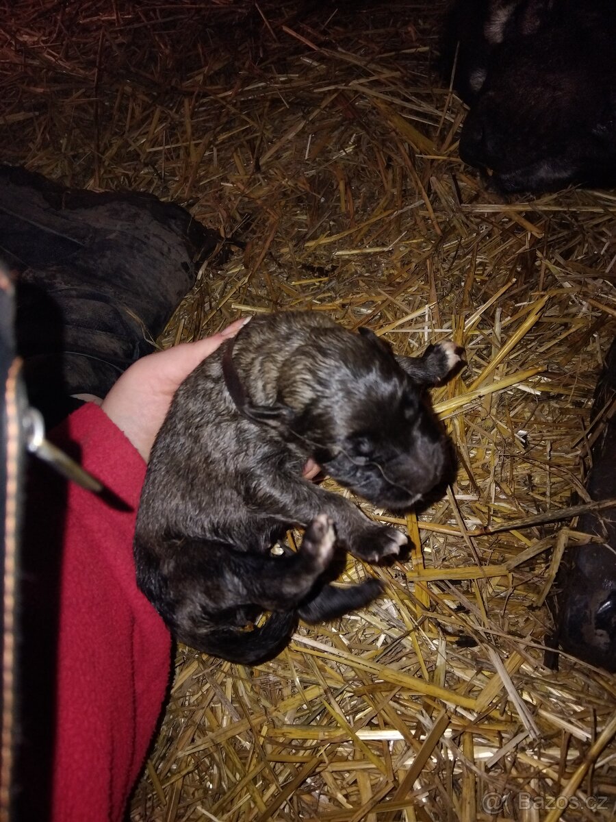 Kavkazský pastevecký pes - 6