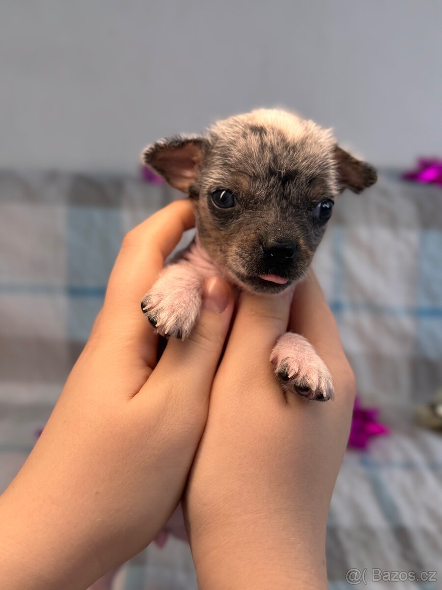 Hairless čivava - naháč - 6