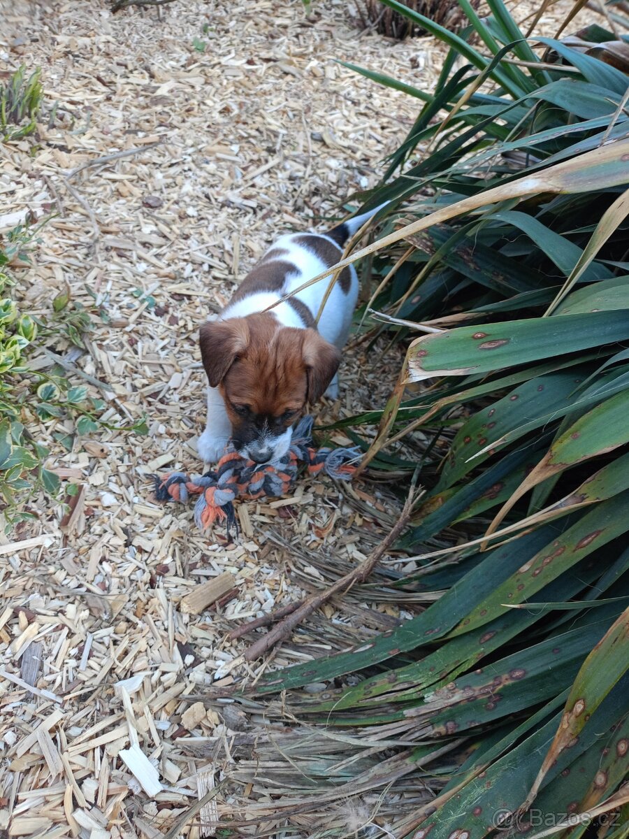 Jack Russel terier - 6