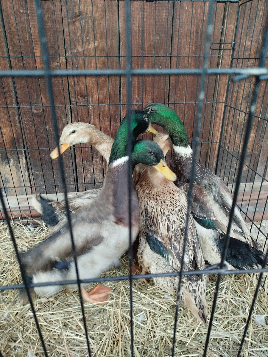 Kachny a kačery - 6