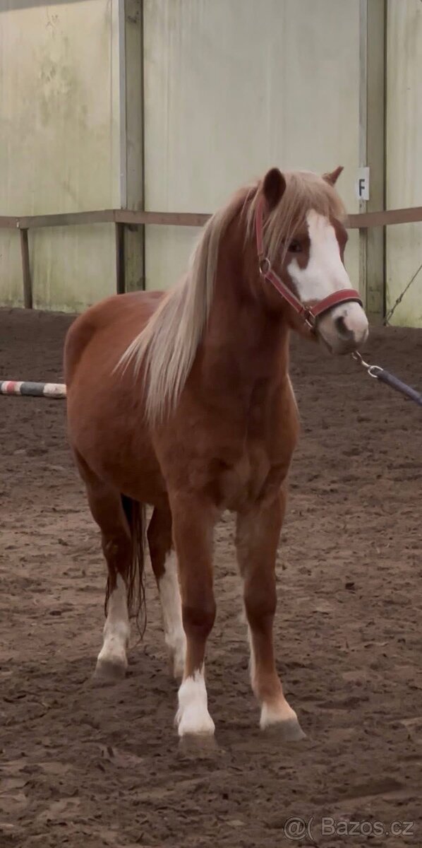 WELSH MOUNTAIN PONY PRO DĚTI - 6