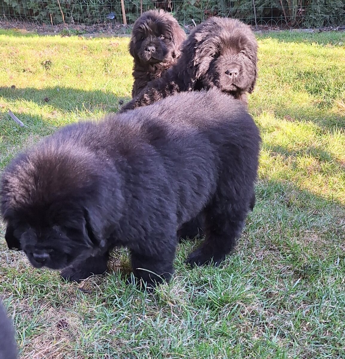 Novofundlandský pes - 6