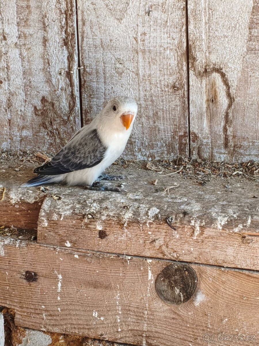 Agapornis fischeri - 6