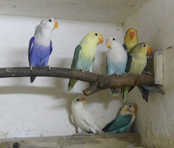 Agapornisové fischeri - 6