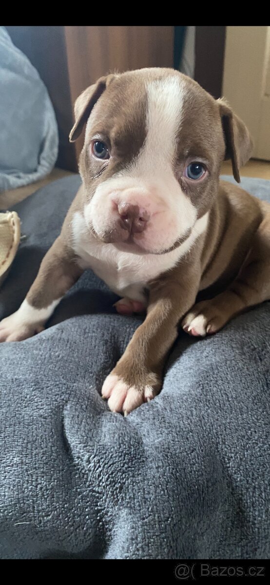American Bully - 6