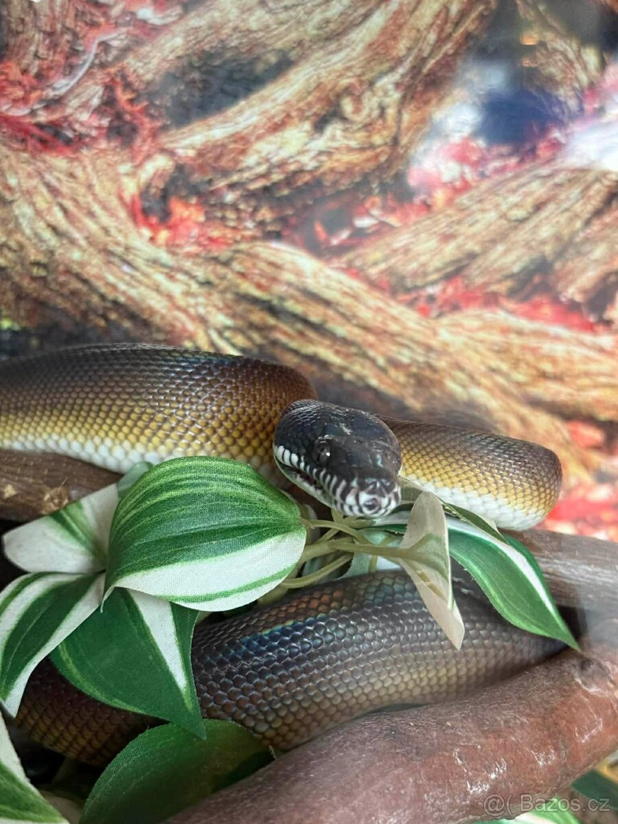 Prodám samce Leiopython albertisii - 6