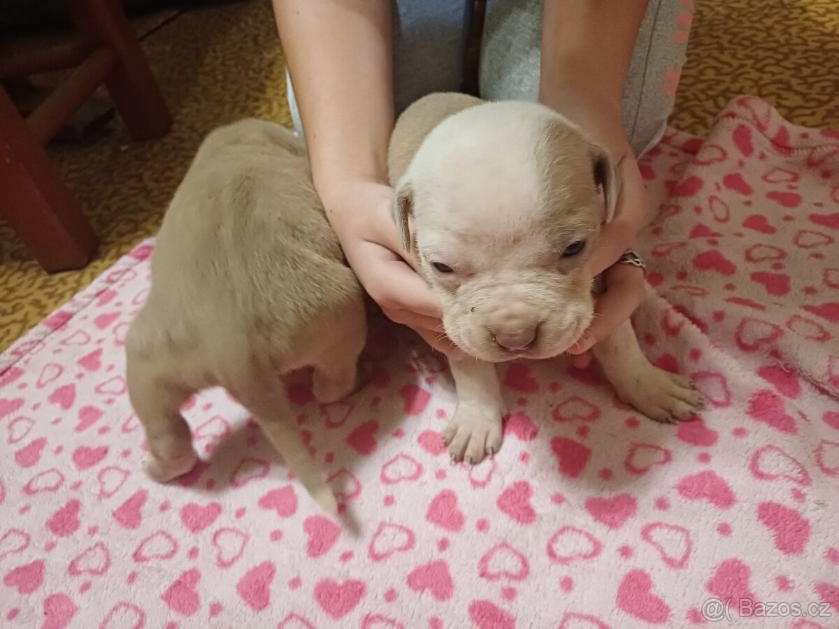 American bully xl štěňátka - 6