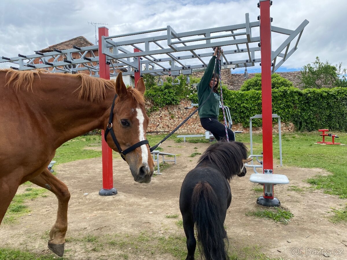 Docházka ke koním - 6