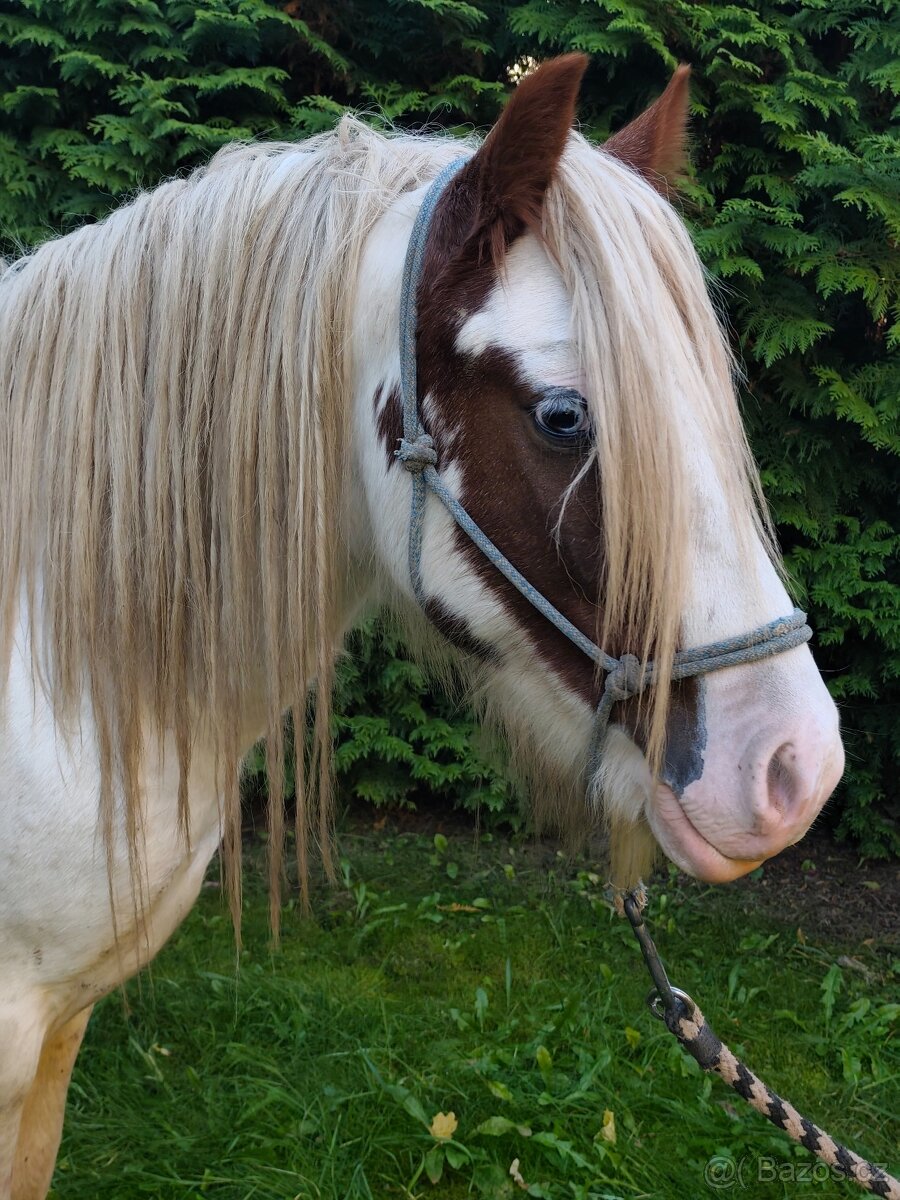 Irský Cob hřebec - 6