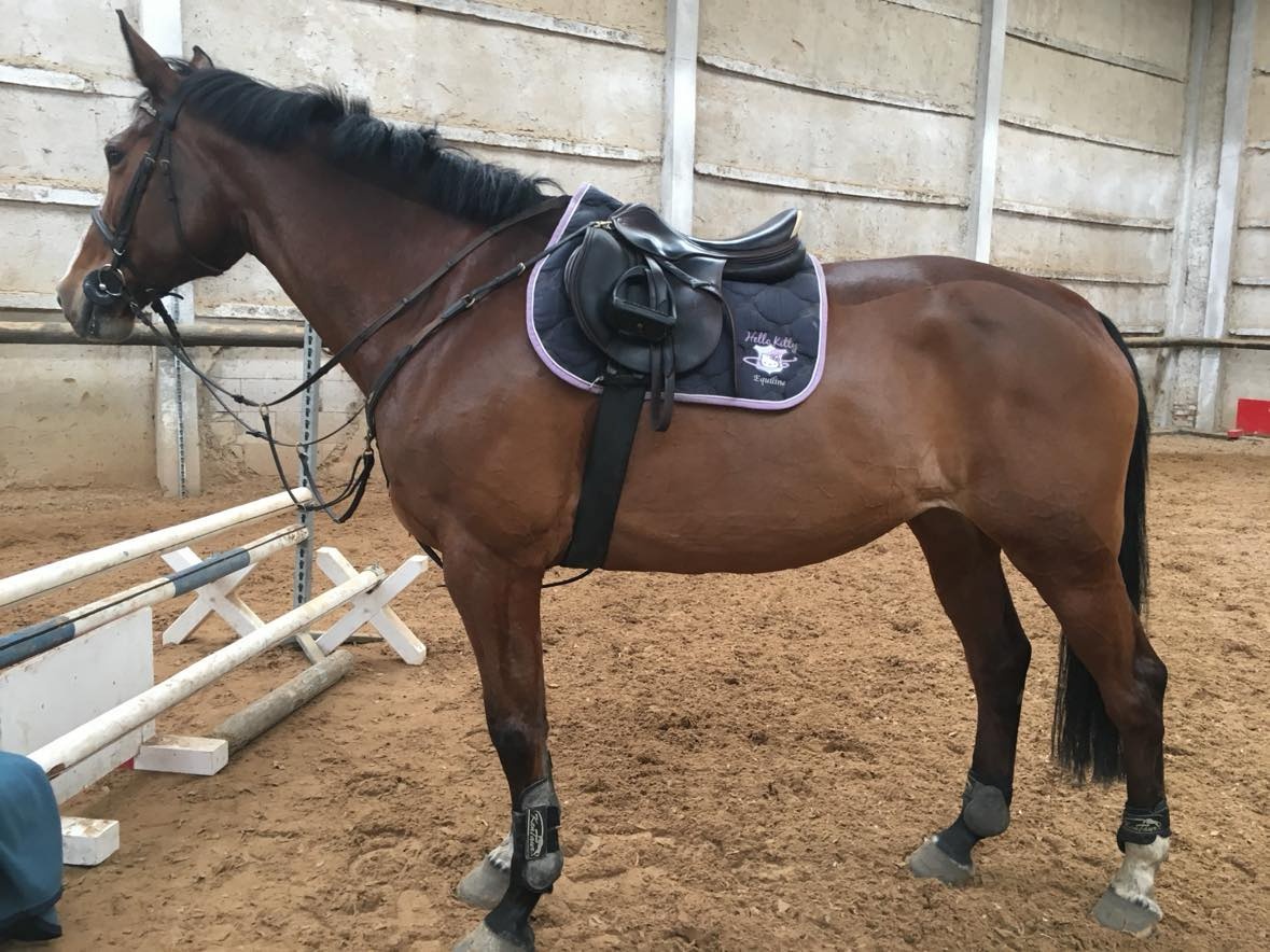 Kobylka ČT - rekreace/chov - 6