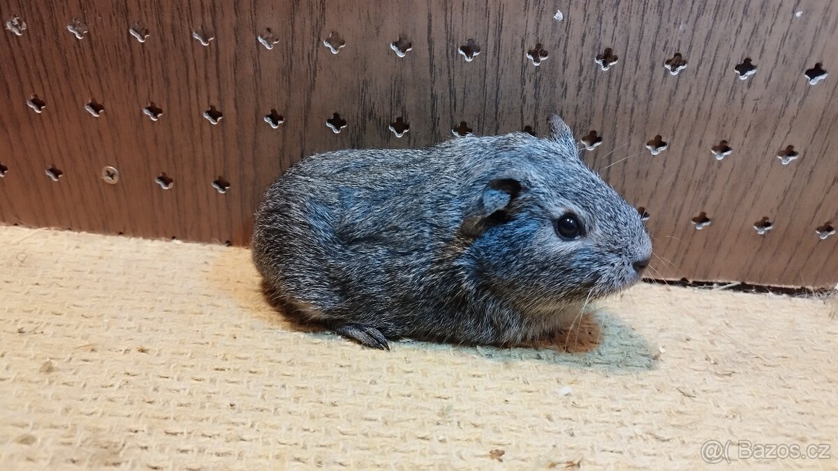 Morčata - morče dalmatin - 6