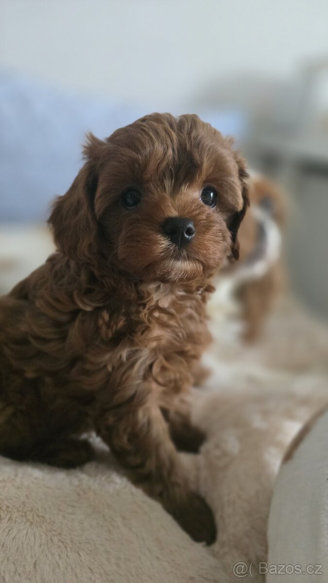 Cavapoo - 6
