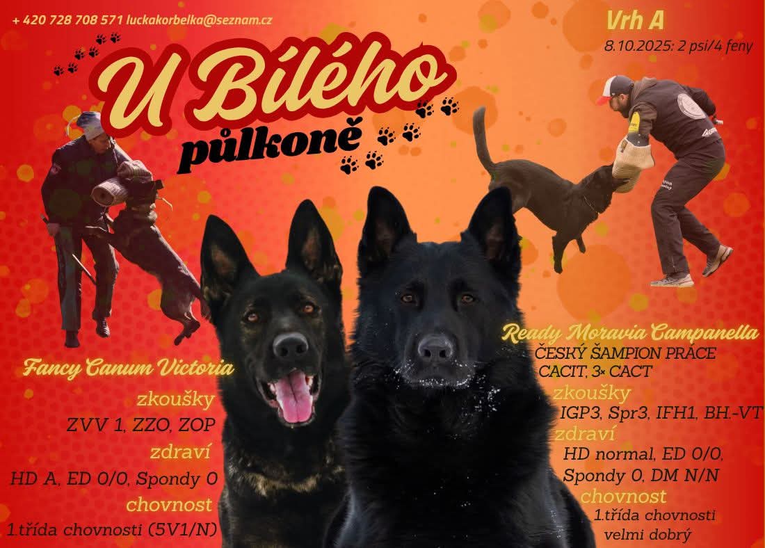 Německý ovćák s PP, fena - 6