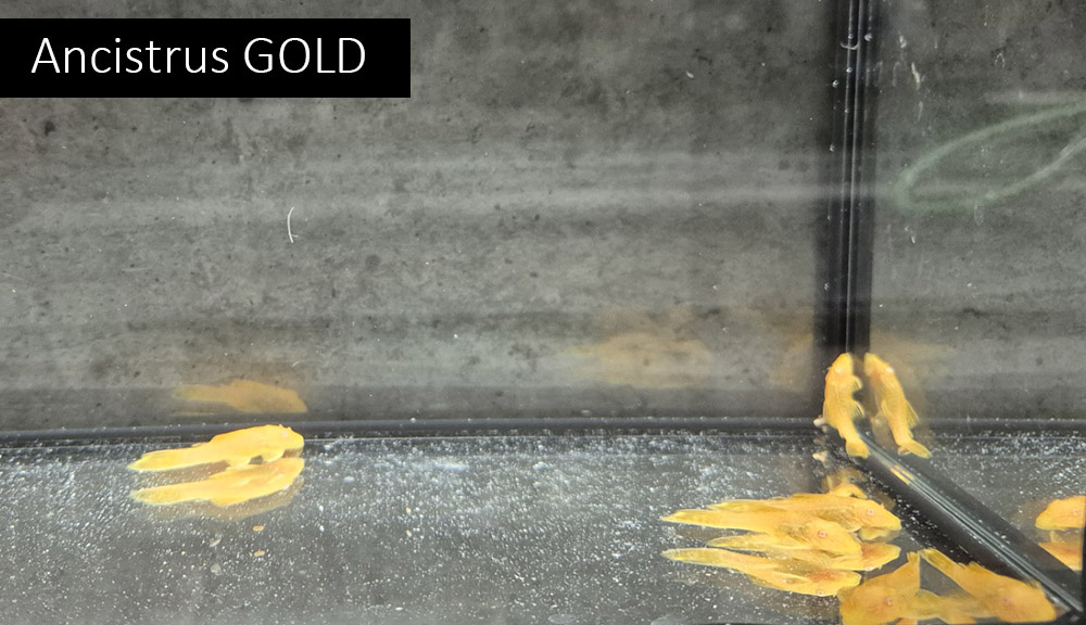 Neonky, kardinálky, gupky, pancéřníčci, ancistrusi, šneci - 6