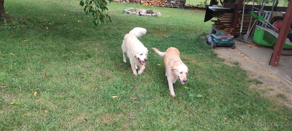 Zlatý retrivr - 6