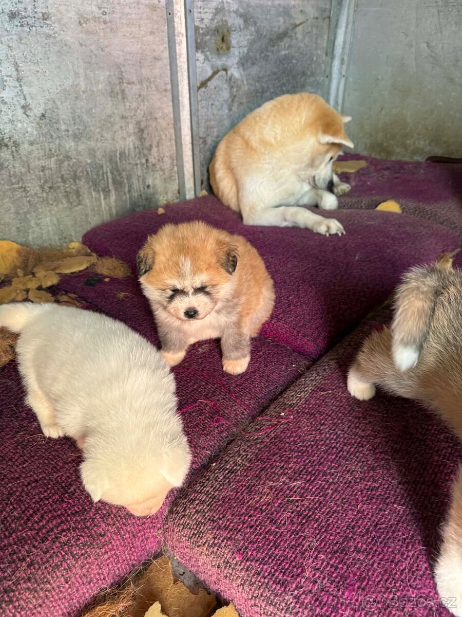 Štěňata Akita inu - 6