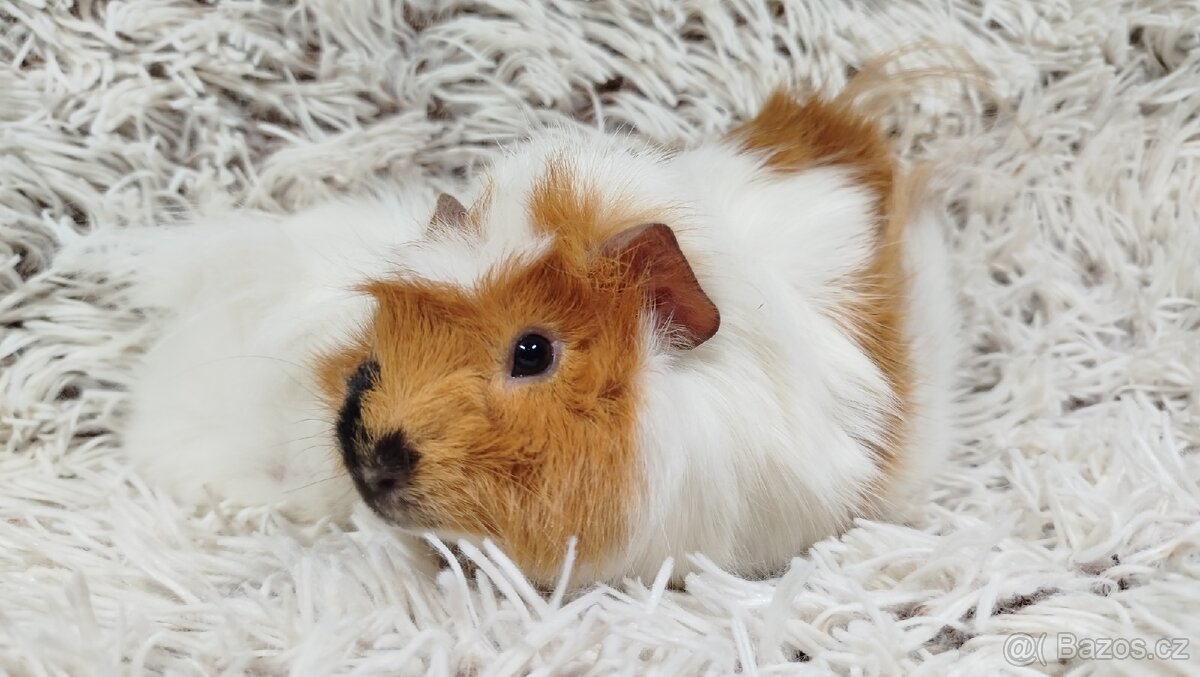 Morče, Morčata, Morčátko, Morčátka - DARWIN A MERLIN - 6