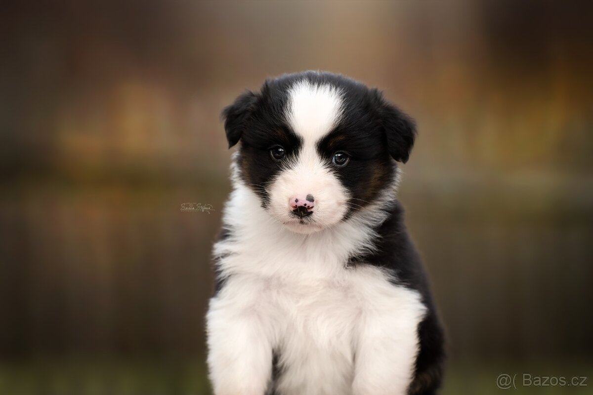 Australský ovčák - 6