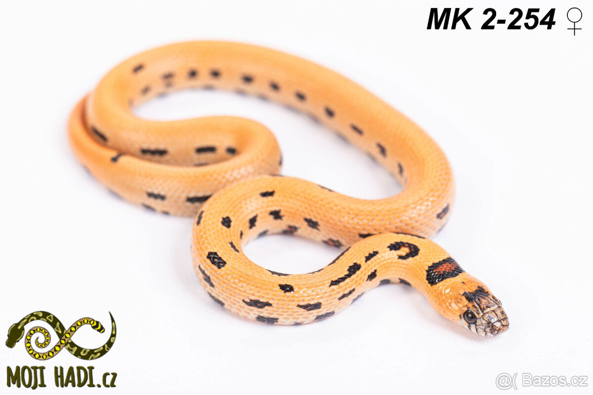 Lampropeltis MAGMAKING - 6