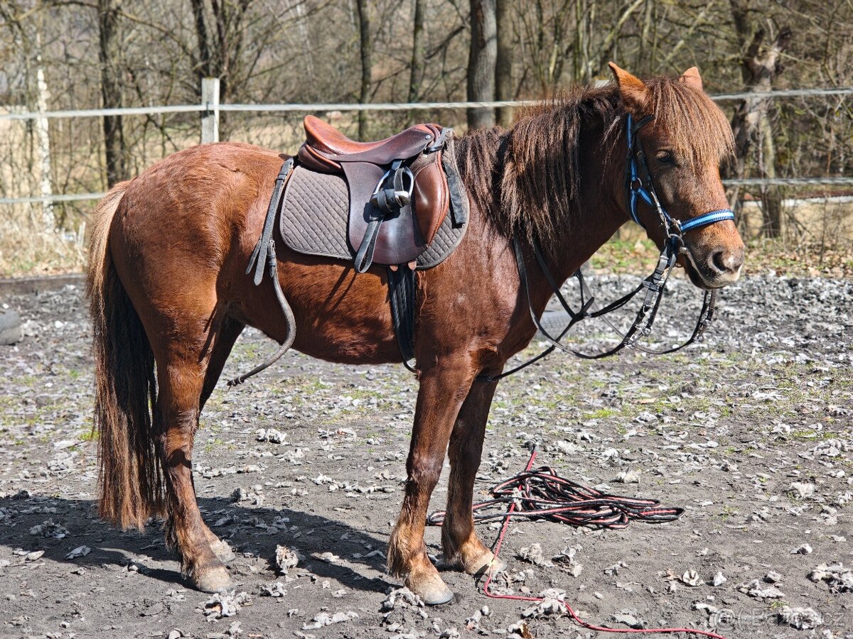 Školní pony - 6