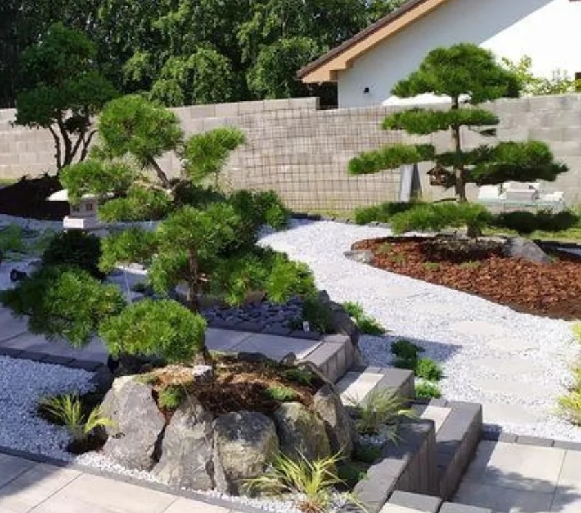 Tvarované borovice přímo od pěstitele. Velké bonsaje - 6