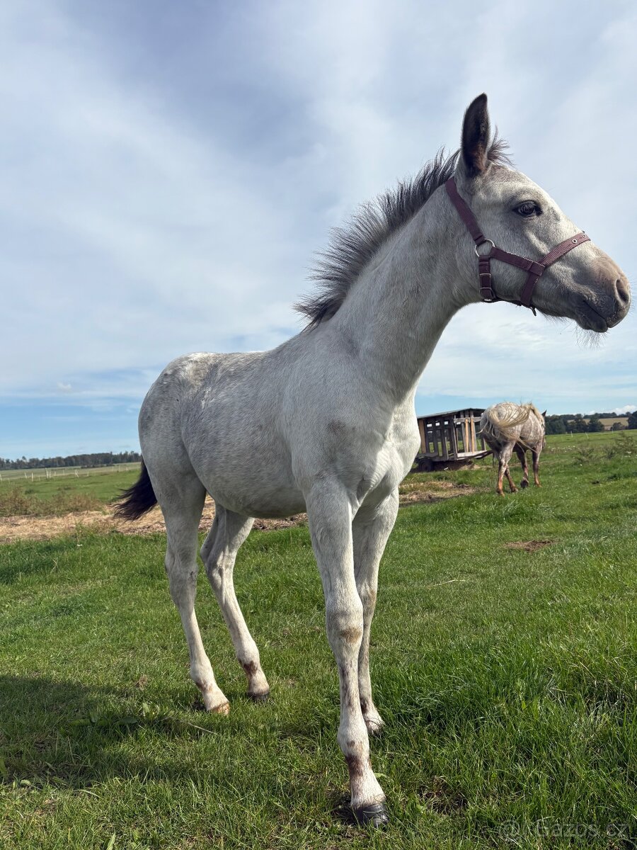 Hřebeček Appaloosa - 6