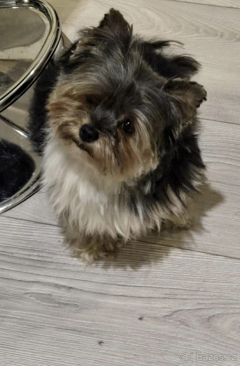 Biewer yorkshire jorkshire terier Monty - 6