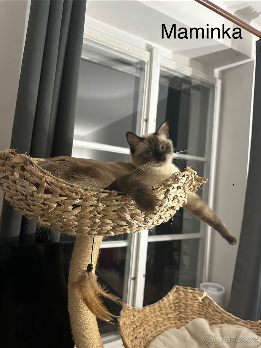 Koťátka Ragdoll bez PP - 6