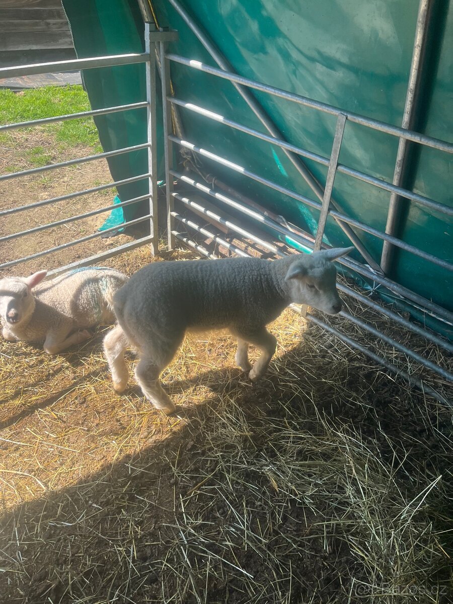 Jehňata - 6