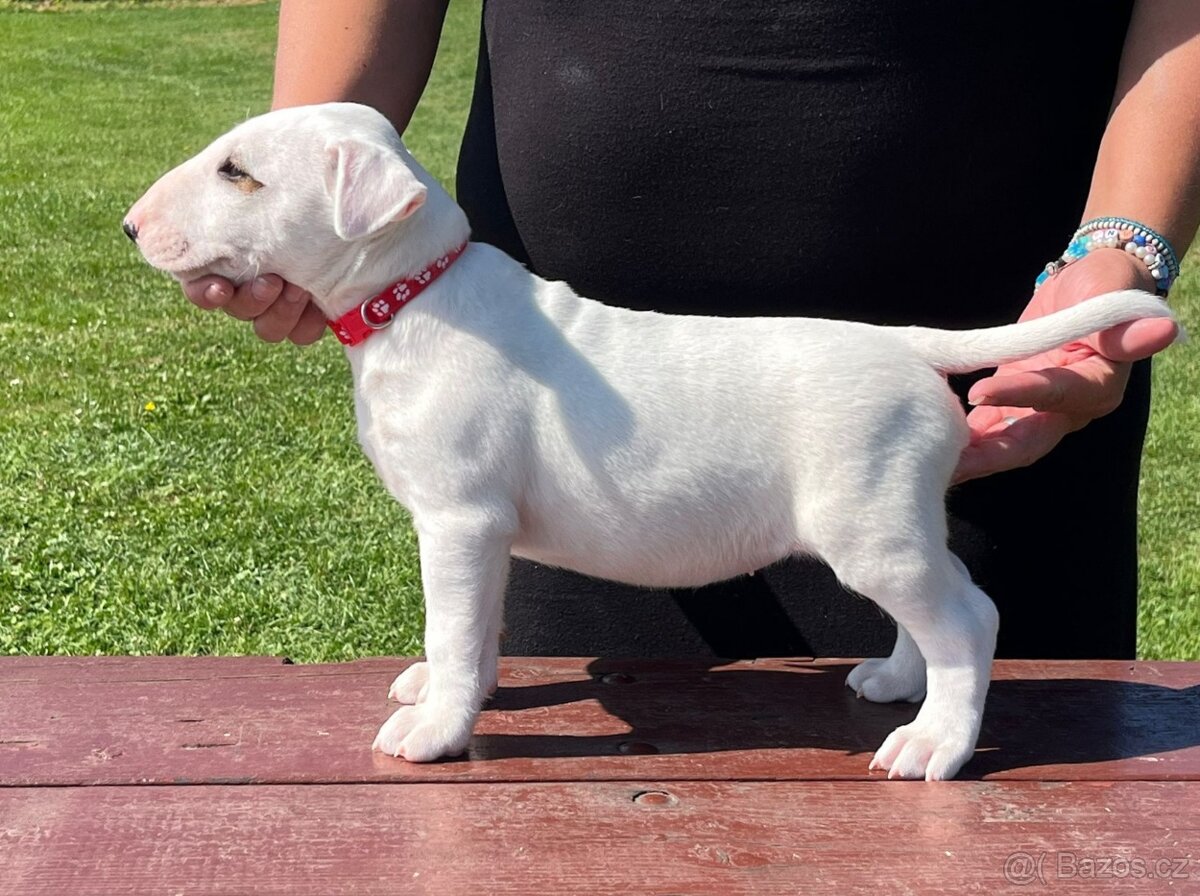 Anglický bulterier, Bullterier, bulterier, s PP - 6