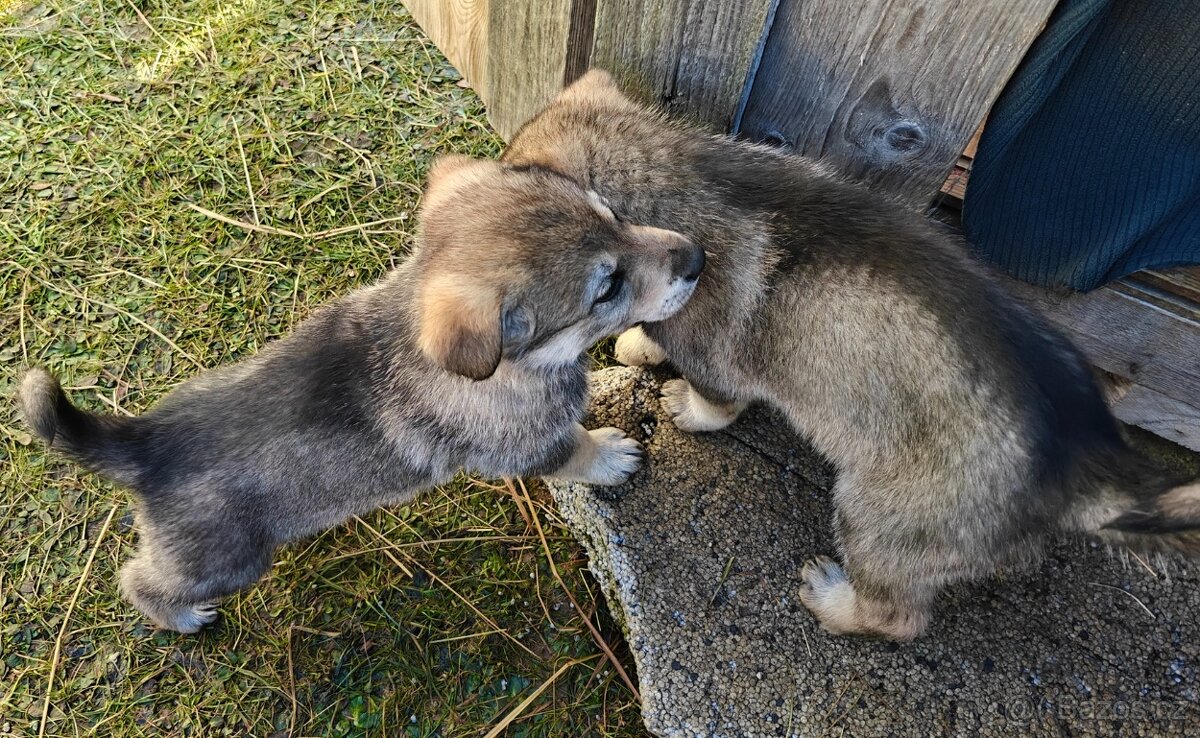 Atraktivní štěňata - 6