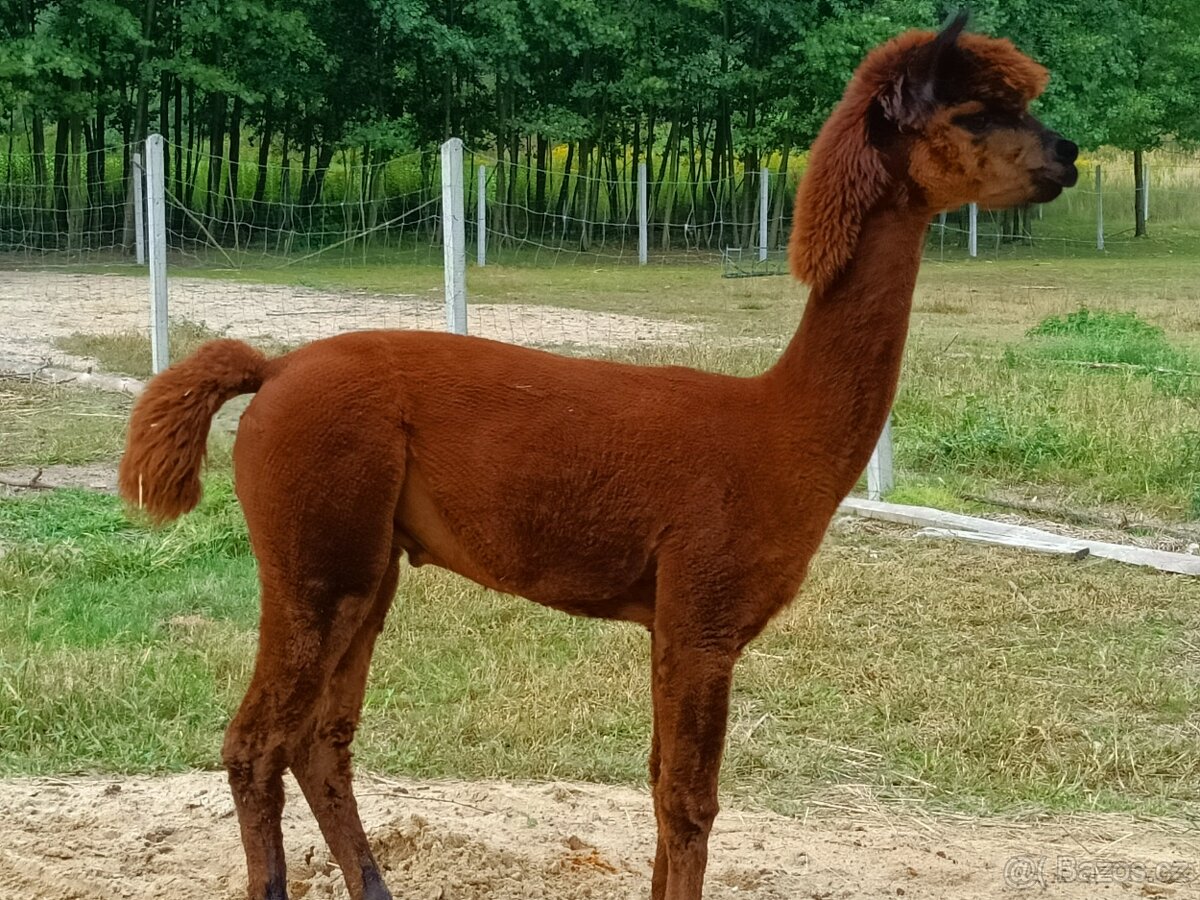 Alpaka - 6