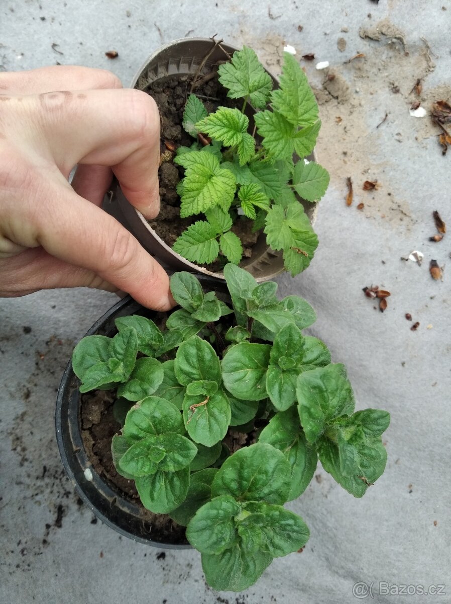 Set netřesků ,bohyška - 6