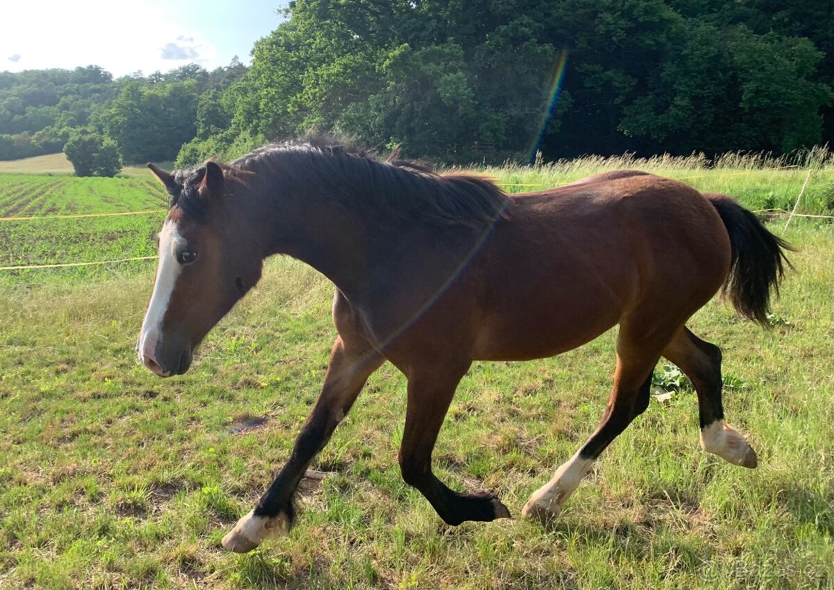 Welsh pard Bred malý sportovní kůň - 6