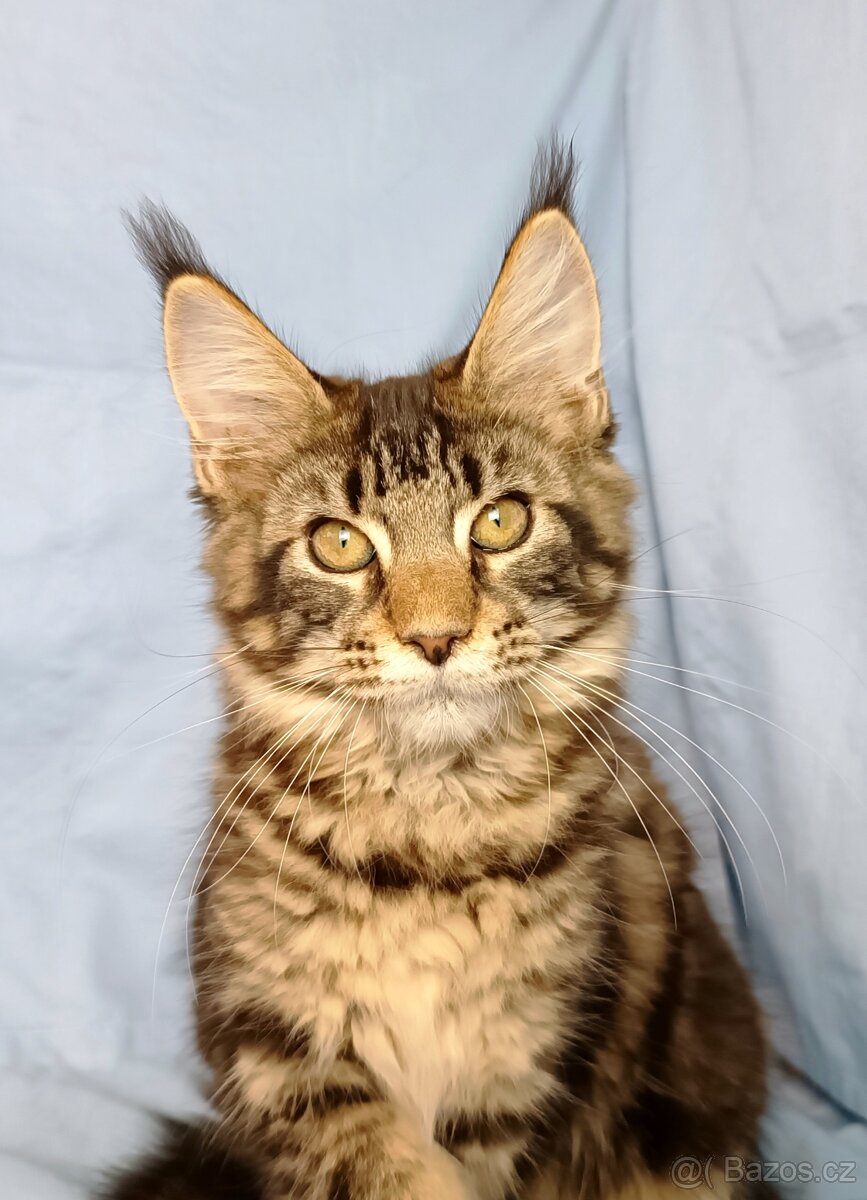 Mainská mývalí- kočička s PP - 6