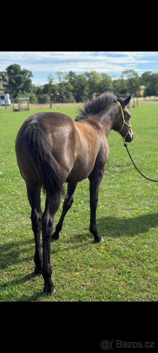 APH kobylka - 6