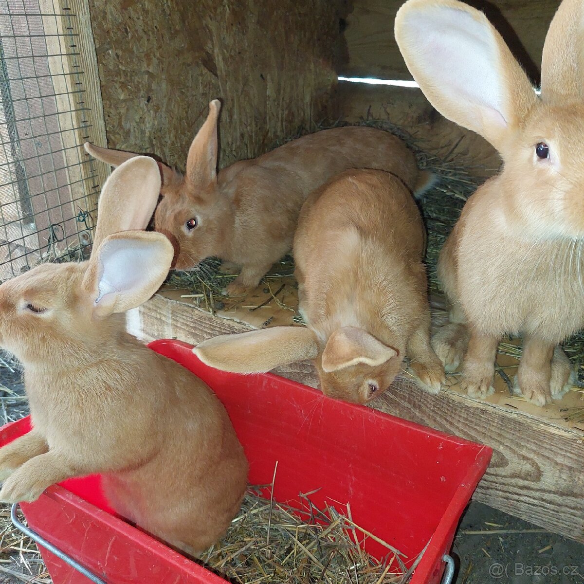 Samičky BU na chov - 6