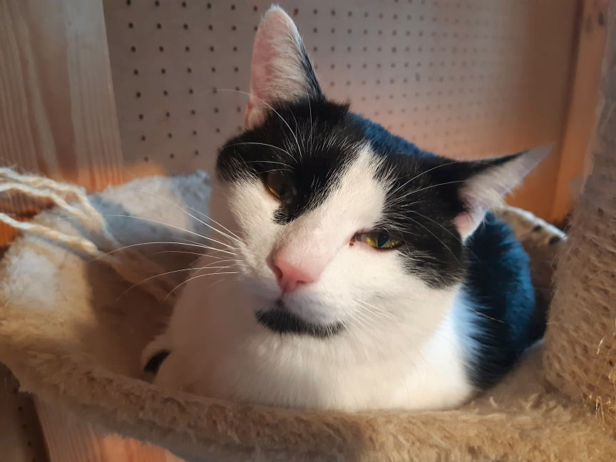 Krásná Rozárka hledá domov pro sebe a svou mámu - 6