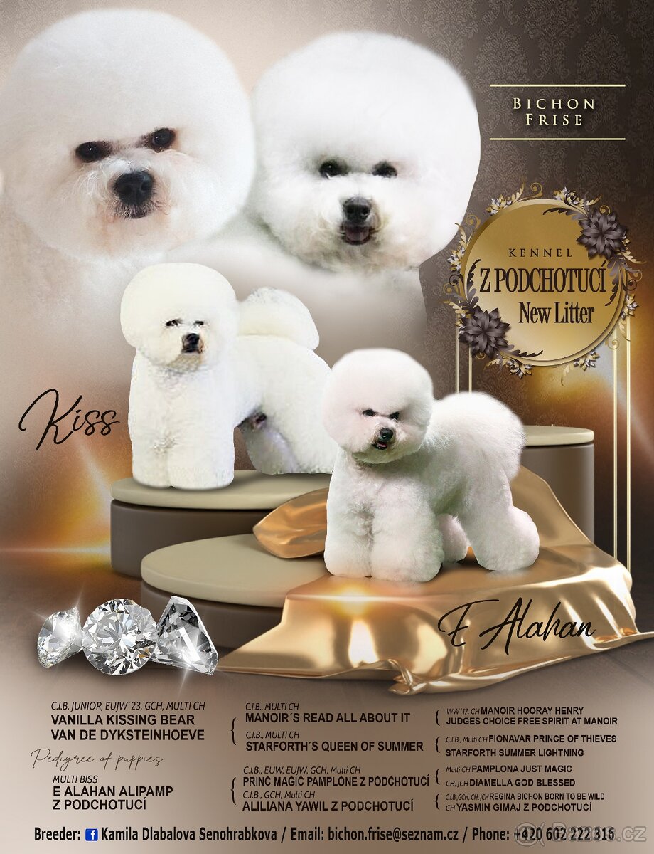 Bišonek štěňátka s PP - 6