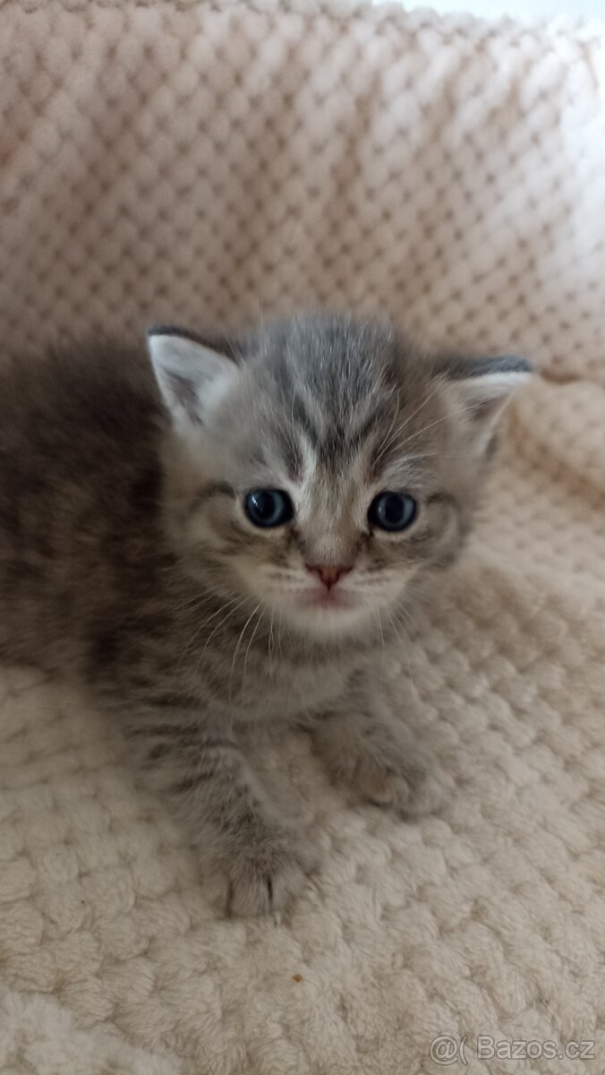 Britská whiskas kočička s PP - 6