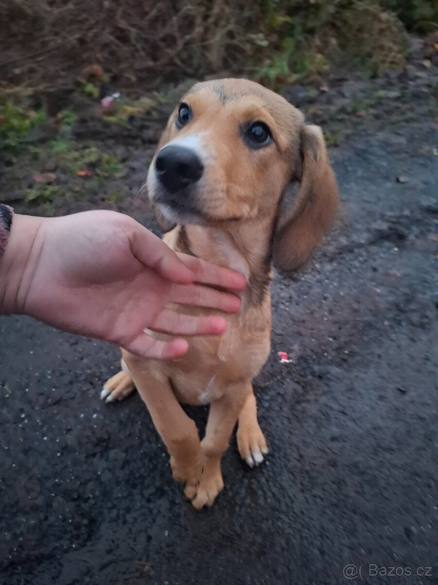 Stěně Labrador X Lovecký Pes - 6