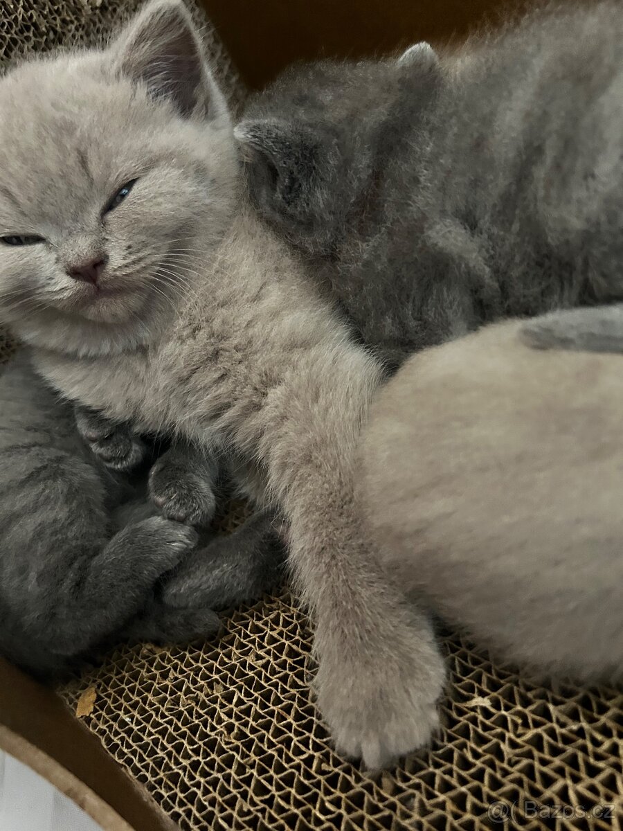 Krytí – britský kocour - 6