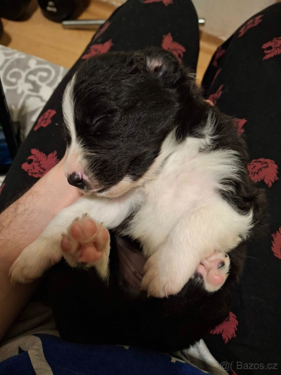 štěňátka border kolie bez PP - 6