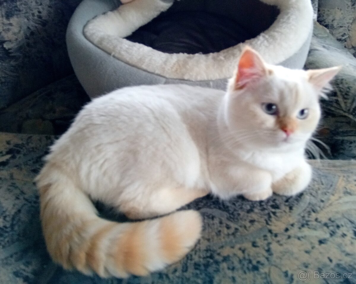 Britský kocourek colorpoint s PP - 6